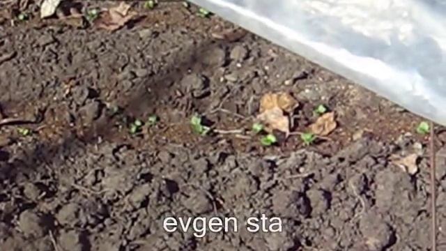 РЕДИС РАННИЙ смотреть онлайн