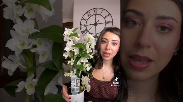 4 orchidee acquistate da OBI смотреть онлайн