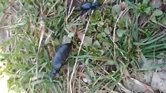 Это чудо нам опять попальсь эти жуки.мы выяснили это Майка обыкновенная занесен в КРАСНУЮ КНИГУ смотреть онлайн