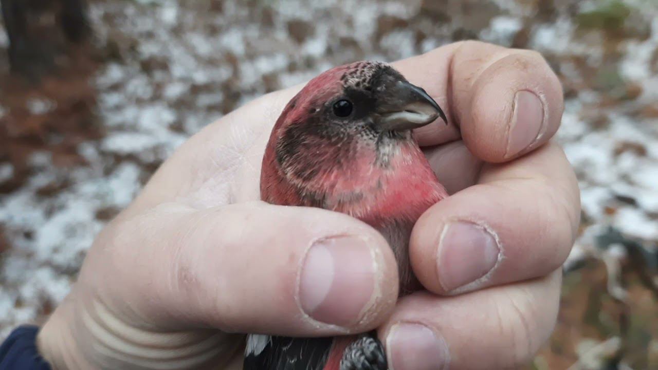 Ловля белопоясых клестов 5 ноября 2021 год. смотреть онлайн