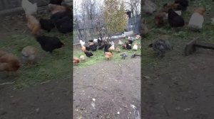 Осенью куры перестали нестись