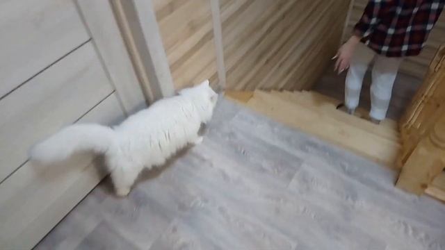 Пушистая и глухая кошечка Фрея боится слезать по лестнице и любит чипсы смотреть онлайн
