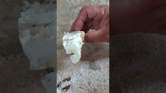 Осы едят монтажную пену!!! смотреть онлайн