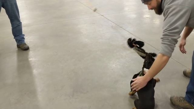 Doberman Puppy "Maya" 9 Wks Early Test Prey Drive смотреть онлайн