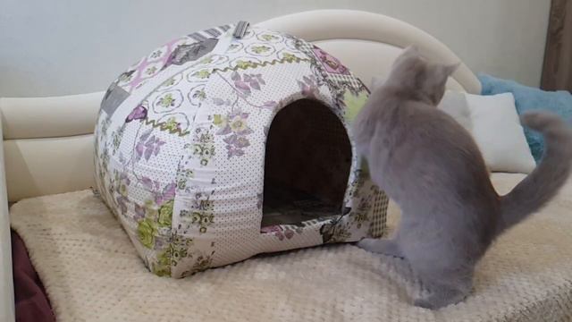 #28 Кошки в ""Заторможке"" (часть 1 #британские #кошки #happy #cats #сара #соня #sara #sonya) смотреть онлайн