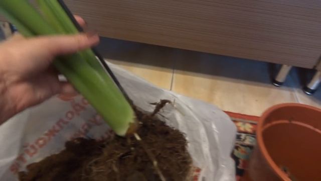 Цветы в моем доме. Комнатные растения. Новички Алоказия и хойя. смотреть онлайн