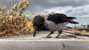 Вороны самые умные птицы. Наш Каркуша, ручная серая ворона.