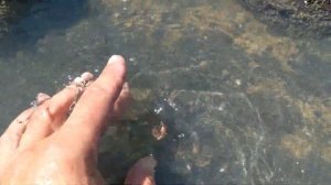 Как найти червя НЕРЕИС на море  Рыбалка на бычка и кефаль