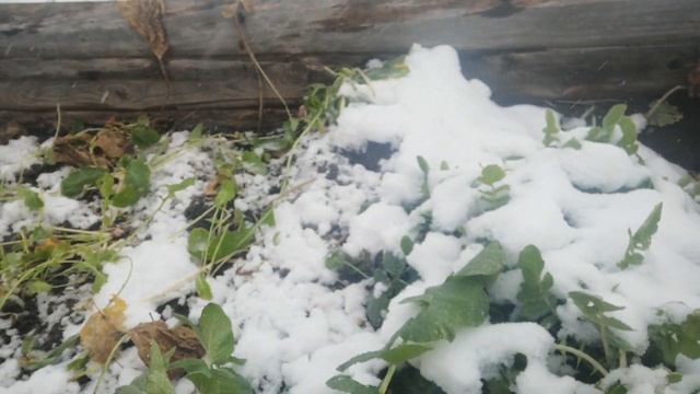 Собираю урожай репки и дайкона. смотреть онлайн