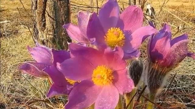 Памяти подруги...сибирские жарки! смотреть онлайн