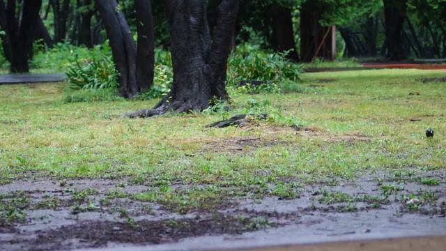 癒し系映像・雨音と鳥のさえずり - SONY NEX-C3 - смотреть онлайн