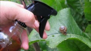 9 СПОСОБОВ ИСПОЛЬЗОВАНИЯ КОФЕЙНОЙ ГУЩИ