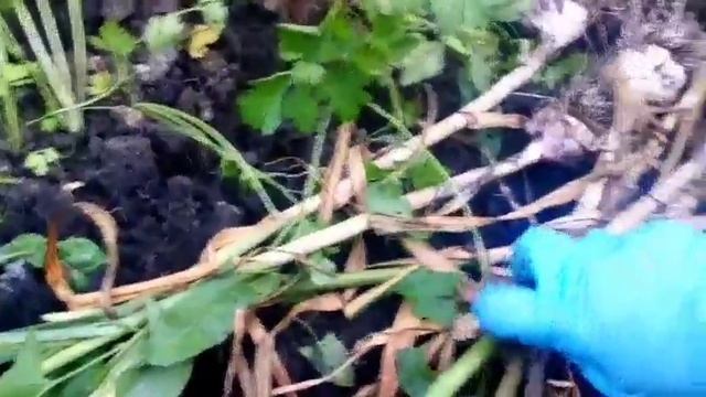 Когда убирать озимый чеснок смотреть онлайн