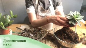 Как просадить эхеверию. Посадка суккулента «каменная роза» в горшок с дренажным отверстием.