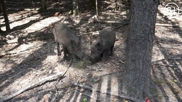 БЕСПРИЗОРНЫЕ ОЛЕНИ И КАБАНЫ в 15 минутах от Москвы! смотреть онлайн