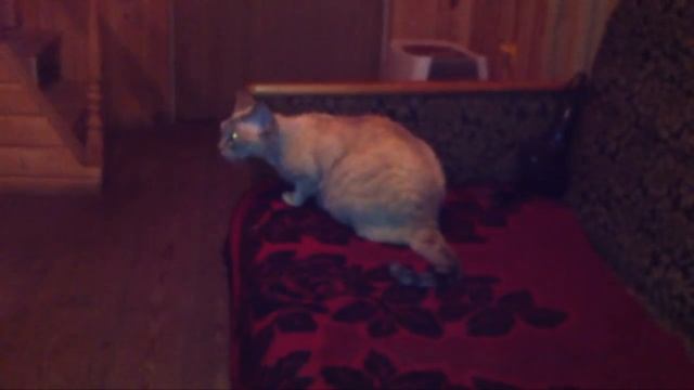 Как светятся глаза у кошки в темноте смотреть онлайн