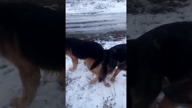 Немецкая овчарка разведение смотреть онлайн