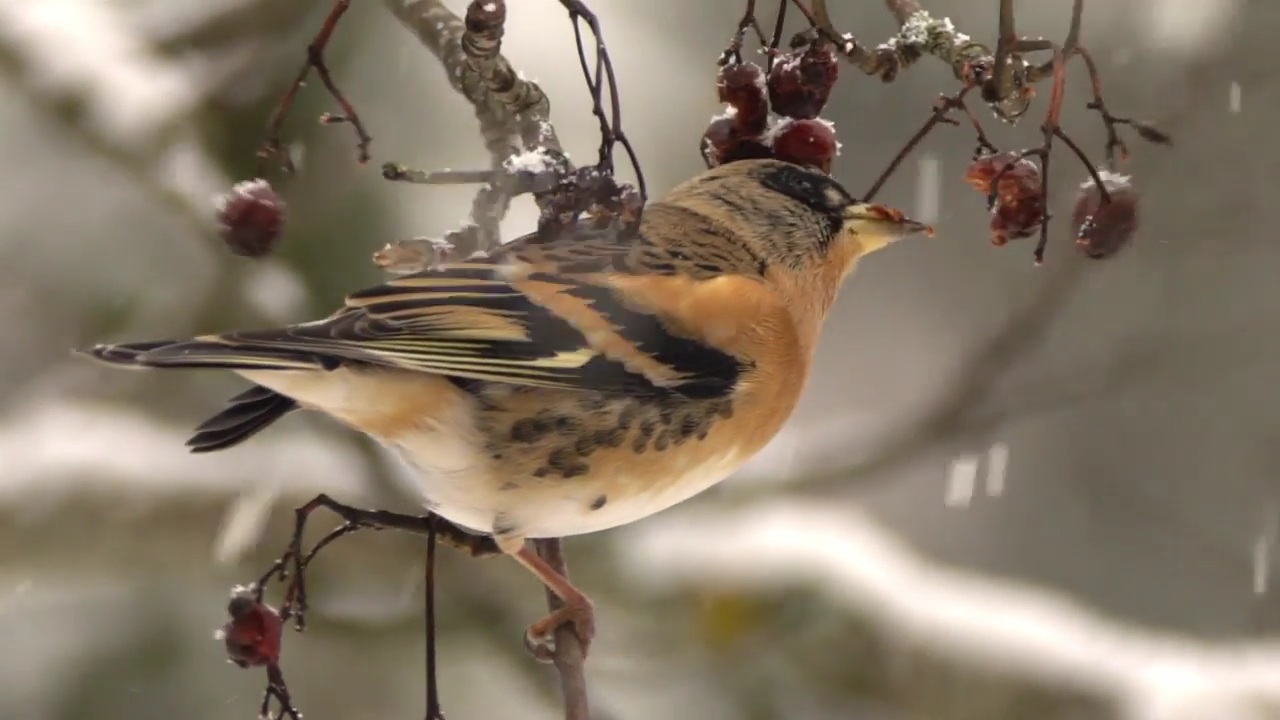 Вьюрок с зимними ягодами смотреть онлайн