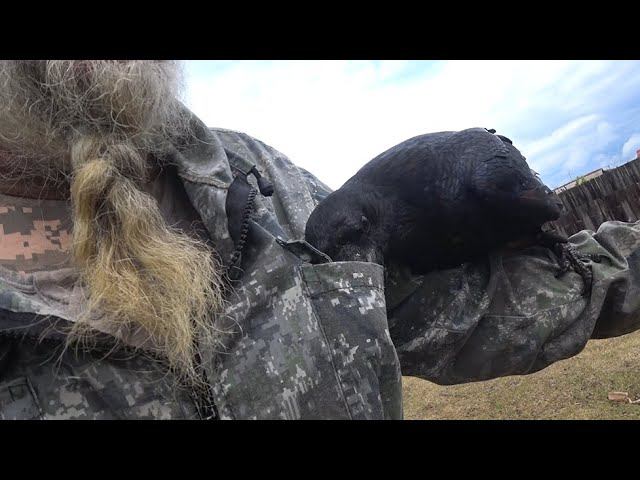 Памятуя дедов, про хамлет и халдеев. смотреть онлайн