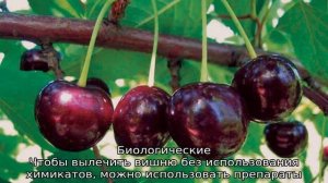 Монилиоз вишни как лечить