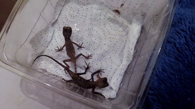 Acanthosauras baby смотреть онлайн