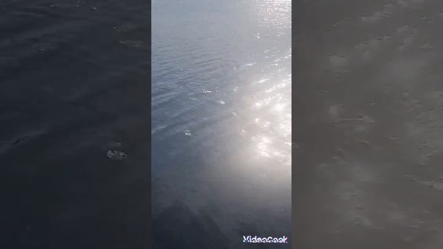 Дарья Лука.Как быстро прийти к состоянию Покоя,Гармонии и Здоровья. смотреть онлайн