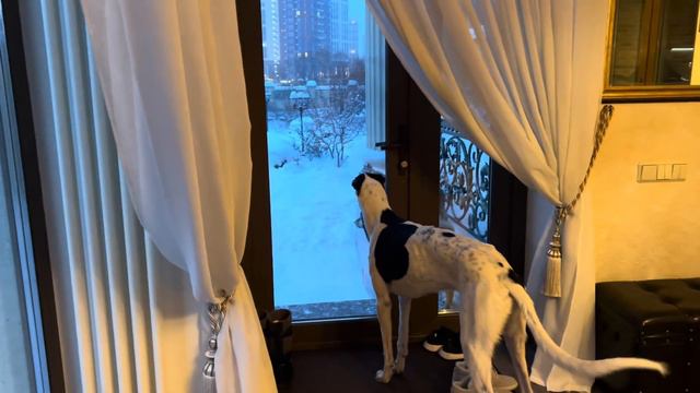 РУССКИЕ БОРЗЫЕ…ЛОРД И ЛЕДИ ГОТОВЯТСЯ К ВЫЕЗДУ…#grafbalas #dog #russia #питбульграф смотреть онлайн