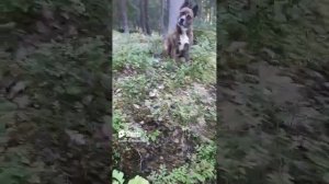 Мэни-Гуля #босерон_питбуль #собаки #прогулка #МэниГуля