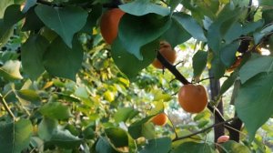 Урожай после мороза -9 Сорт абрикоса Цунами