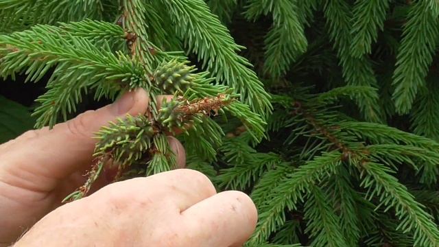 Александр Петров. Елово лиственничный хермес, еловый пилильщик смотреть онлайн