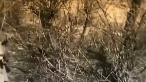 Никита Карацупа самый знаменитый советский пограничник и следопыт история жизни