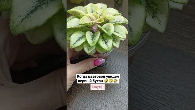 Чудесная фиалка Н-Паутинка смотреть онлайн