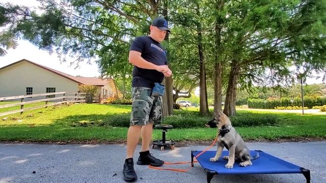 How to Train GSD Puppy 10 weeks old! смотреть онлайн