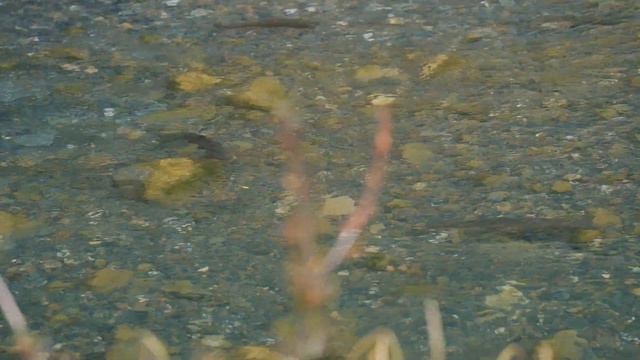 Stream Spirit смотреть онлайн