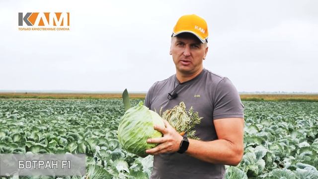 Капуста белокочанная Ботран F1 смотреть онлайн