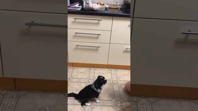 Команда чихуахуа- сидеть. Учим команды с чихом смотреть онлайн