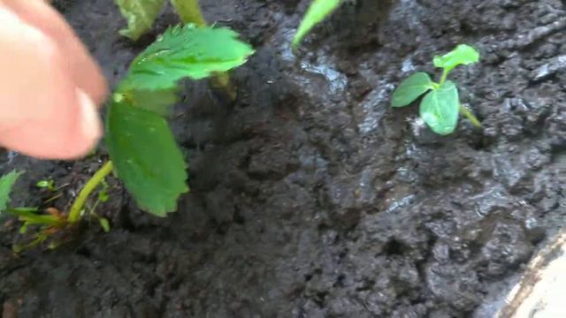 Огород на лоджии. смотреть онлайн