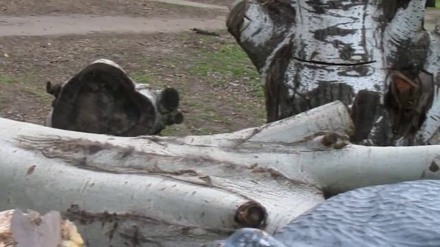 Свалка сказочных персонажей в парке Мелитополя смотреть онлайн