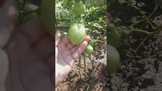 Пир на весь мир смотреть онлайн