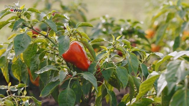 Чтобы Перец Быстро Созревал Попрыскайте Этим По Листу В Конце Июля-августе. Покраснеет За 3 Дня. смотреть онлайн
