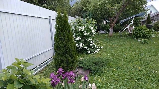 Дача. Середина июня. Цветут ирисы и лилейники смотреть онлайн