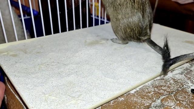 #Дегу #купаемся#песочныеванны смотреть онлайн