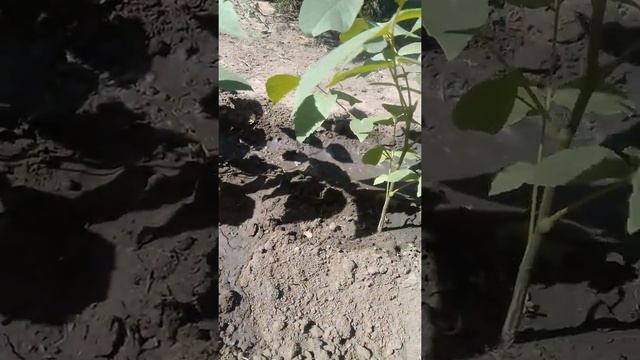 ГРЕЦКИЙ ОРЕХ МОЗГ СЕРДЦЕ смотреть онлайн