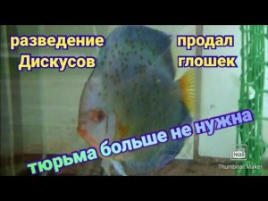 Как сохранить малька Дискусов при драках #fish #aquarium #discus #аквариум #аквариумныерыбки #рыбки