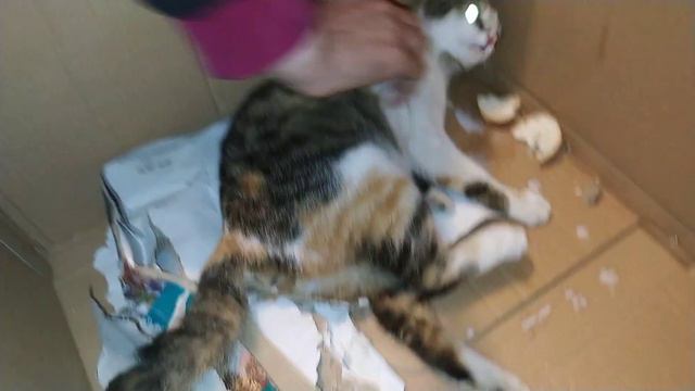 кошка рожает первые роды смотреть онлайн