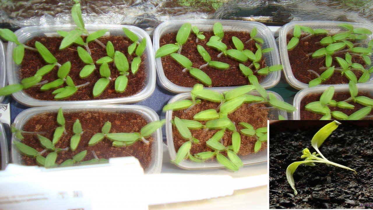 РАССАДА НЕОЖИДАННО ПОЛЕГЛА , ЧТО С НЕЙ И КАК СПАСТИ ? ВРАГ РАССАДЫ №1 смотреть онлайн