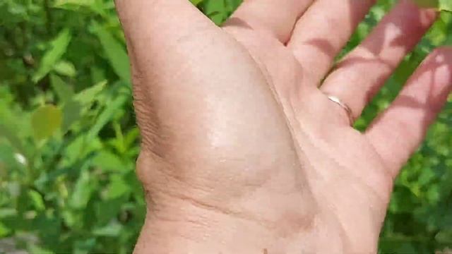 Цветение голубики 