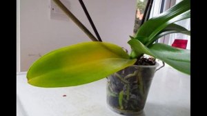 Листья орхидеи желтеют  - почему