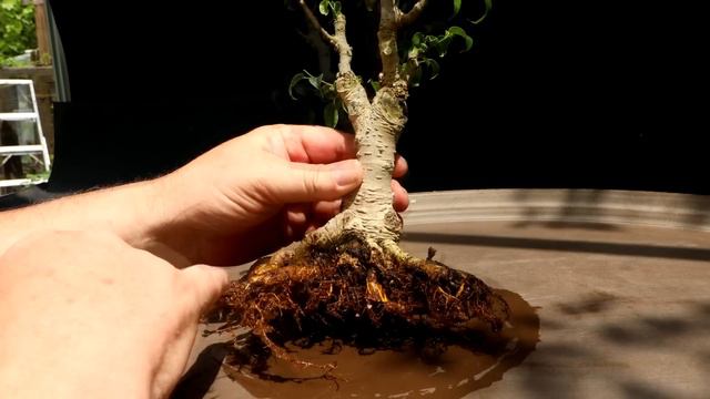 Pruning and Repotting My Too Little leaf Ficus and More, The Bonsai Zone, June 2023 смотреть онлайн