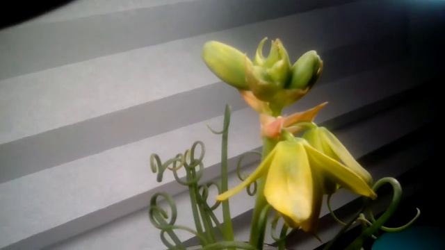Albuca spiralis in bloom | Container Gardening смотреть онлайн